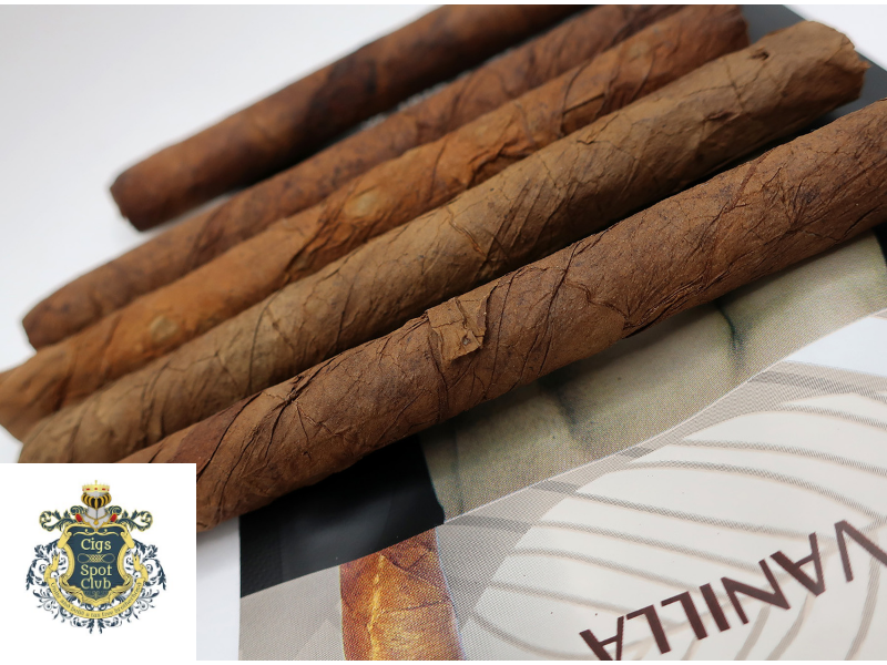 Bucanero Vanilla cigarillos size